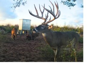 b tex ranch pic