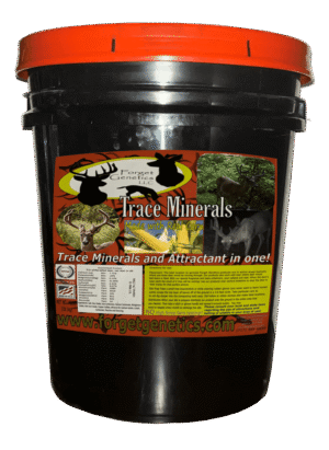 sweet corn infused bucket